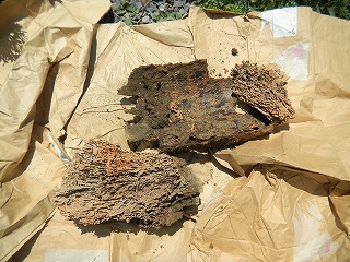 掘り出されたイエシロアリの巣