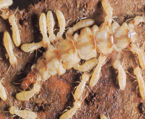イエシロアリの女王蟻です