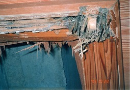 吉良高校和令室の天井のイエシロアリの被害です。その1