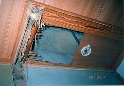 吉良高校和令室の天井イエシロアリの被害です。その2